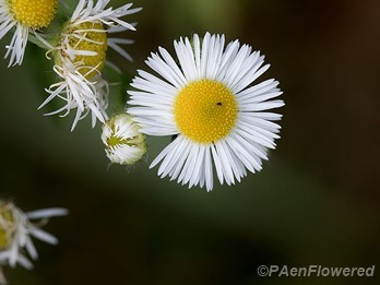 Common fleabane